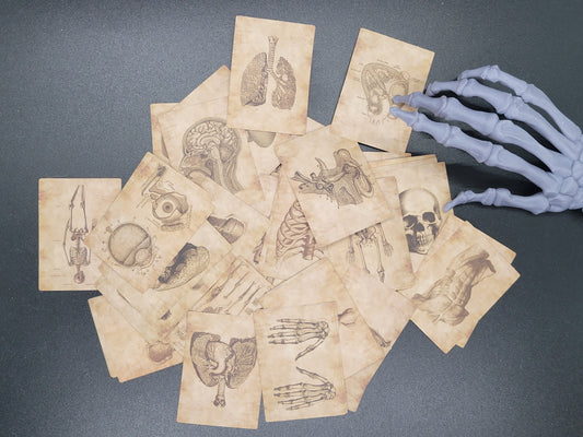 Antique Style Anatomy Vinyl Sticker 10 Pack for Junk Journals Scrapbooks Budget Binders